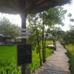 נאקון נאיוק - בתי קפה מיוחדים (1)