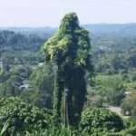 נאקון נאיוק - הסכר הגדול בתאילנד (4)