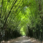 נאקון נאיוק - מקדשים אותנטיים (2)