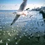 סאמוט פראקאן - חוף השחפים