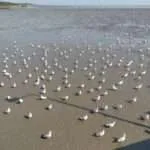 סאמוט פראקאן - חוף השחפים (2)