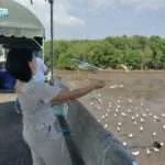 סאמוט פראקאן - חוף השחפים (3)