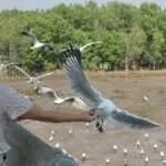 סאמוט פראקאן - חוף השחפים (4)