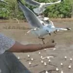 סאמוט פראקאן - חוף השחפים (5)