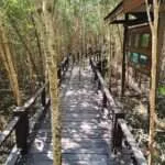 פראנבורי - יער הנגרובים ומאכלי ים