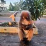 פראצ'ואפ קירי קאן ומפרץ הלימון (10)