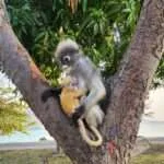 פראצ'ואפ קירי קאן ומפרץ הלימון (12)