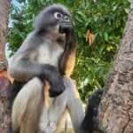 פראצ'ואפ קירי קאן ומפרץ הלימון (8)