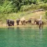 ציאולאן - פילי פרא