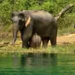 ציאולאן - פילי פרא (2)