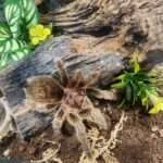 קאו סוק - חוויית העכבישים (2)