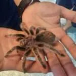 קאו סוק - חוויית העכבישים (3)