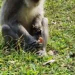 קאו סוק - מקדש הקופים (3)