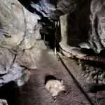 קאו סוק - מקדש הקופים (6)