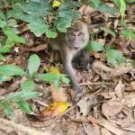 קאו סוק - ספארי יום (3)