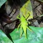 קאו סוק - ספארי לילה (2)