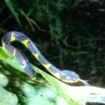 קאו סוק - ספארי לילה (4)