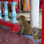 ‏‏הואה הין - מפרץ הדולפין (10)